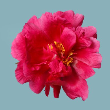 Mavi arka planda izole edilmiş parlak pembe şakayık çiçeği..