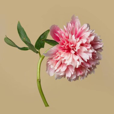 Bej bir arka planda izole edilmiş parlak beyaz-pembe şakayık çiçeği..