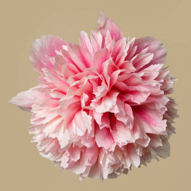 Bej bir arka planda izole edilmiş parlak beyaz-pembe şakayık çiçeği..