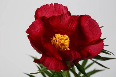 Koyu kırmızı şakayık çiçeği, gri arka planda izole edilmiş..