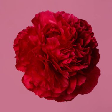 Pembe arka planda izole edilmiş parlak kırmızı şakayık.