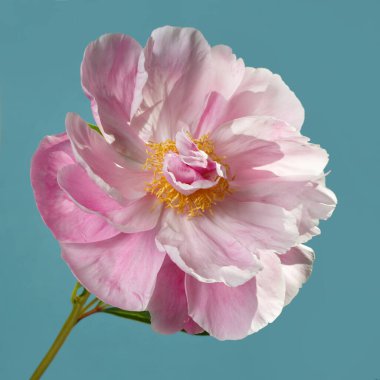 Mavi arka planda sarı merkezli güzel pembe şakayık çiçeği..