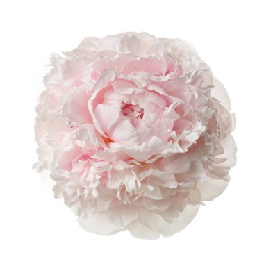 Hassas soluk pembe şakayık beyaz arka planda izole.