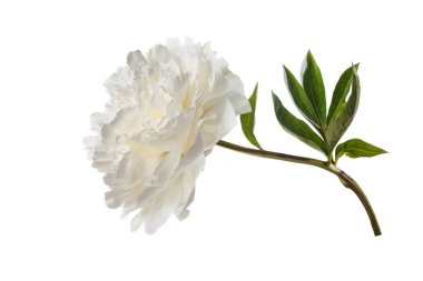 Beyaz arka planda izole beyaz şakayık çiçeği.