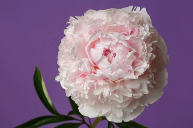 Narin pembe şakayık mor arka planda izole edilmiş..