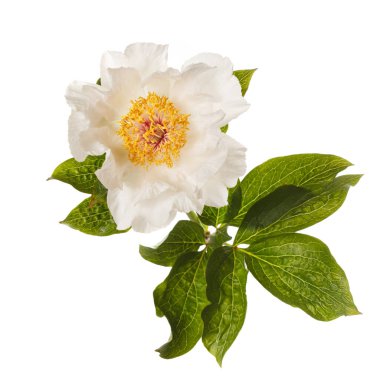 Beyaz arka planda izole edilmiş zarif, soluk, basit şakayık çiçeği..