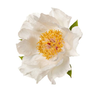 Beyaz arka planda izole edilmiş zarif, soluk, basit şakayık çiçeği..