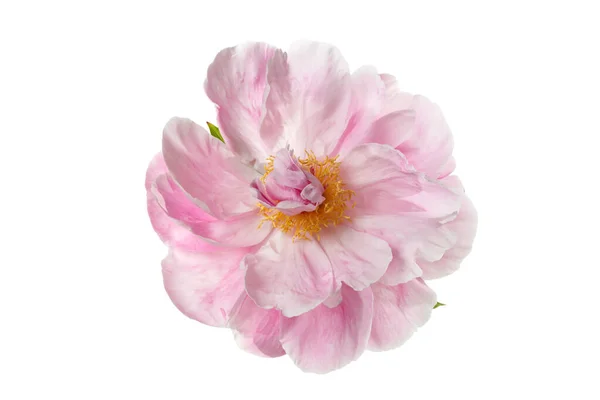 Gyönyörű Rózsaszín Bazsarózsa Virág Sárga Középen Elszigetelt Fehér Háttér — Stock Fotó