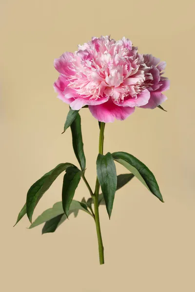 Нежный Розовый Пионский Цветок Бежевом Фоне — стоковое фото
