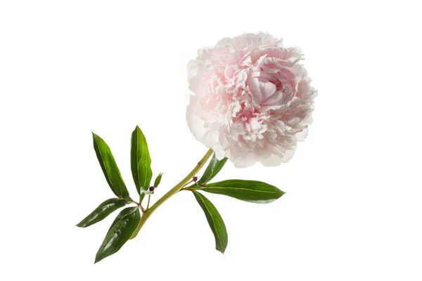 Delicate Pale Pink Peony Isolated White Background — Stock Photo, Image