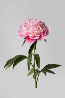 Gri arka planda izole edilmiş zarif pembe şakayık çiçeği..