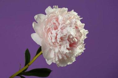 Narin pembe şakayık mor arka planda izole edilmiş..