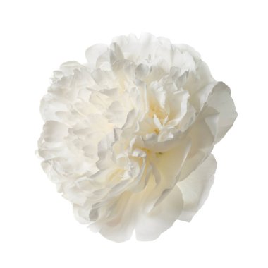 Beyaz arka planda izole beyaz şakayık çiçeği.