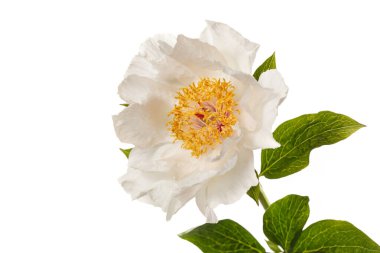 Beyaz arka planda izole edilmiş zarif, soluk, basit şakayık çiçeği..