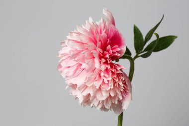 Gri arkaplanda yalıtılmış pembe şakayık çiçeği.