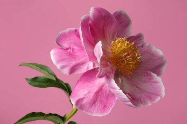 Pembe arka planda sarı merkezli güzel pembe şakayık çiçeği..