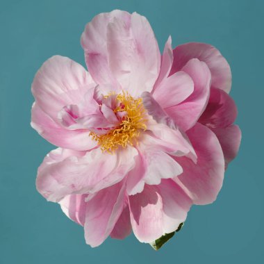 Mavi arka planda sarı merkezli güzel pembe şakayık çiçeği..