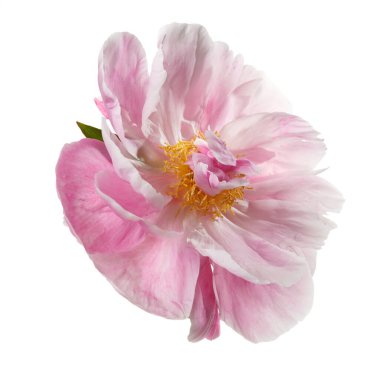 Beyaz arka planda izole edilmiş sarı merkezli güzel pembe şakayık çiçeği..