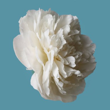 Mavi arka planda beyaz, narin şakayık çiçeği..