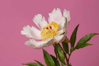 Hassas soluk pembe, basit şakayık çiçeği pembe bir arka planda izole edilmiş..