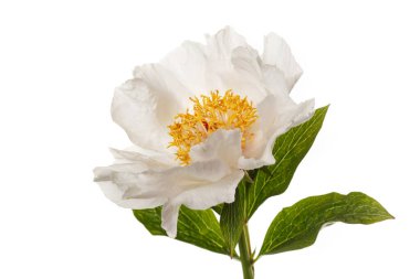 Beyaz arka planda izole edilmiş zarif, soluk, basit şakayık çiçeği..