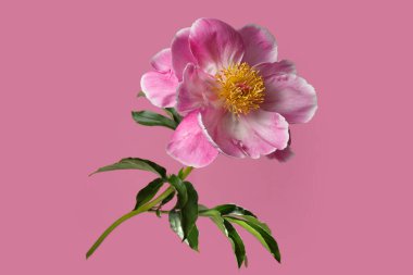 Pembe arka planda sarı merkezli güzel pembe şakayık çiçeği..