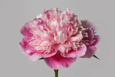 Gri arka planda izole edilmiş zarif pembe şakayık çiçeği..