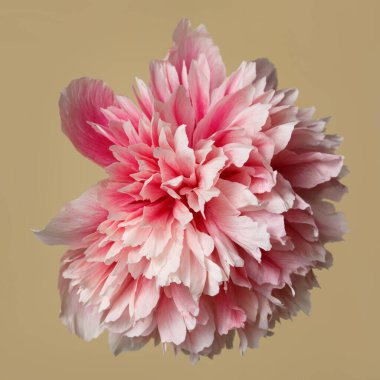 Bej bir arka planda izole edilmiş parlak beyaz-pembe şakayık çiçeği..