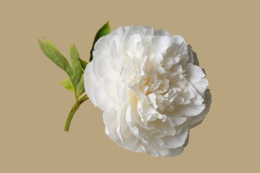 Beyaz narin şakayık çiçeği bej arka planda izole edilmiş.