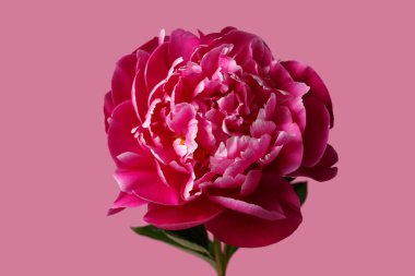 Pembe arka planda izole edilmiş güzel pembe şakayık çiçeği.