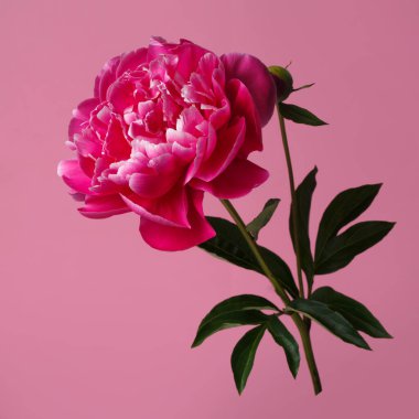 Pembe arka planda izole edilmiş güzel pembe şakayık çiçeği.