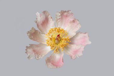 Hassas soluk pembe şakayık çiçeği Gri bir arka planda izole edilmiş.