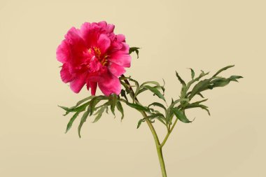 Bej bir arka planda izole edilmiş parlak pembe şakayık çiçeği..