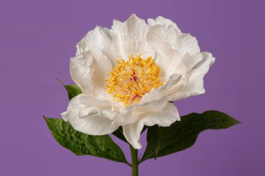 Narin soluk beyaz şakayık çiçeği, mor arka planda izole edilmiş..