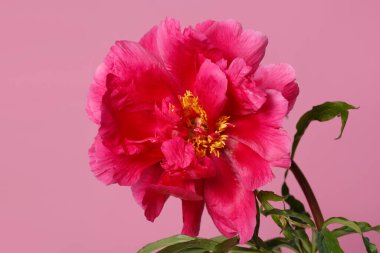 Pembe arka planda izole edilmiş parlak pembe şakayık çiçeği..