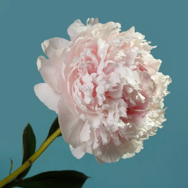 Mavi arka planda ince, soluk pembe şakayık..