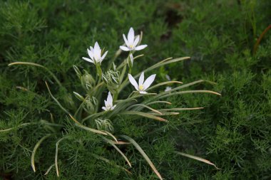 Doğada beyaz çiçeklerle açan yabani soğan..