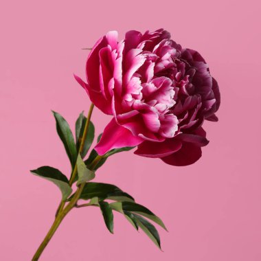 Pembe arka planda izole edilmiş güzel pembe şakayık çiçeği.