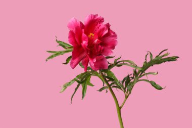 Pembe arka planda izole edilmiş parlak pembe şakayık çiçeği..