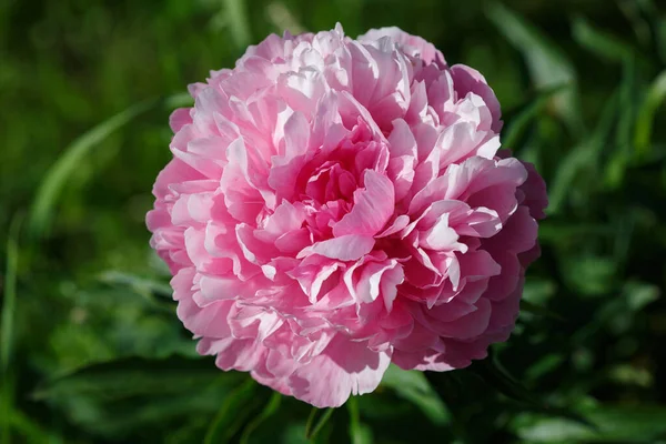 Rosa Frottee Pfingstrose Blüht Einem Sonnigen Tag Garten — Stockfoto