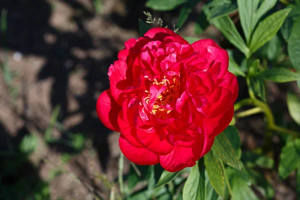 Leuchtend Rote Pfingstrose Blüht Einem Sonnigen Tag Garten — Stockfoto