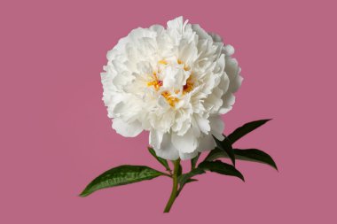 Zarif şakayık çiçeği pembe arka planda izole edilmiş..