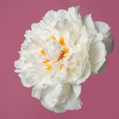 Zarif şakayık çiçeği pembe arka planda izole edilmiş..