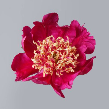 Pembe yapraklı parlak şakayık çiçekleri ve gri arka planda izole edilmiş sarı erkek çiçekleri..