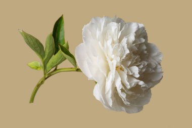 Beyaz narin şakayık çiçeği bej arka planda izole edilmiş.