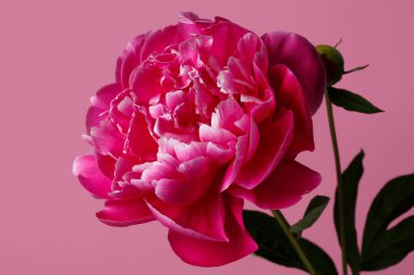 Pembe arka planda izole edilmiş güzel pembe şakayık çiçeği.