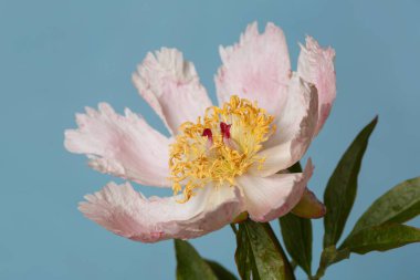 Hassas soluk pembe, basit şakayık çiçeği. Mavi arka planda izole edilmiş..