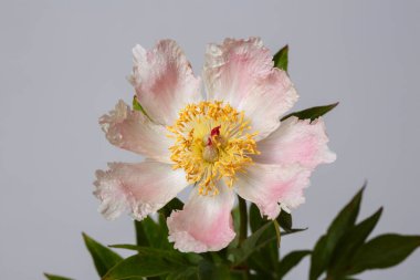 Hassas soluk pembe şakayık çiçeği Gri bir arka planda izole edilmiş.