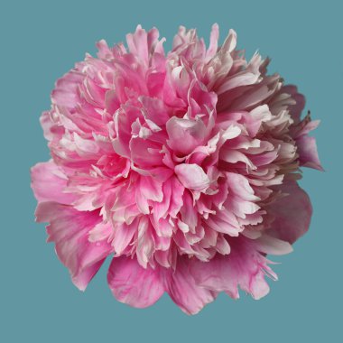 Mavi arka planda, pembe renkli, gül şeklinde güzel bir şakayık çiçeği..