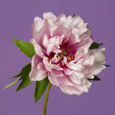 Güzel Melez Şakayık Çiçeği Mor Arkaplanda İzole Edildi.